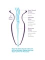Anal Fantasy Elite Collection - Anal Gaper Dilator for Beginners Crystal Size S