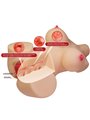 Crazy Bull Emma - Torso Femminile con Ano e Vagina Realistici 4,8 Kg