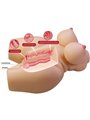 Crazy Bull Grace - Female Torso with Realistic Anus and Vagina 7.5 kg