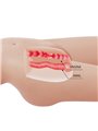 Crazy Bull Mia - Torso Femminile con Ano e Vagina Realistici 8,5 Kg